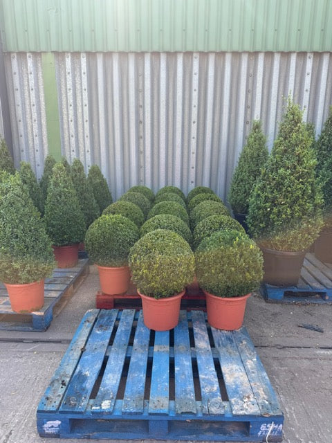Buxus Ball