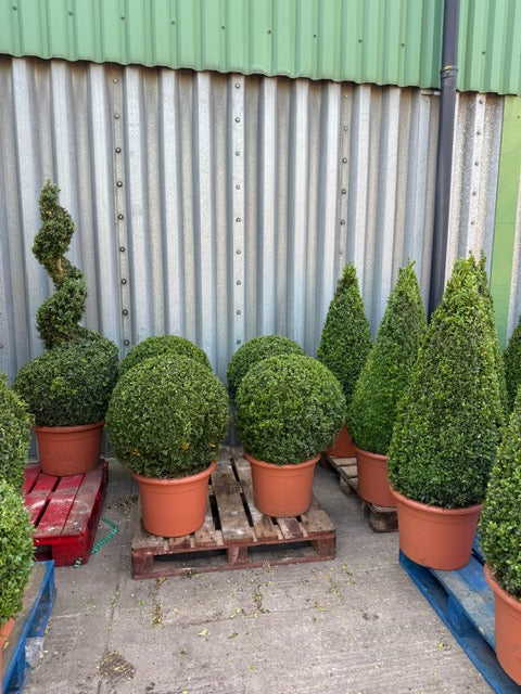 Buxus Ball