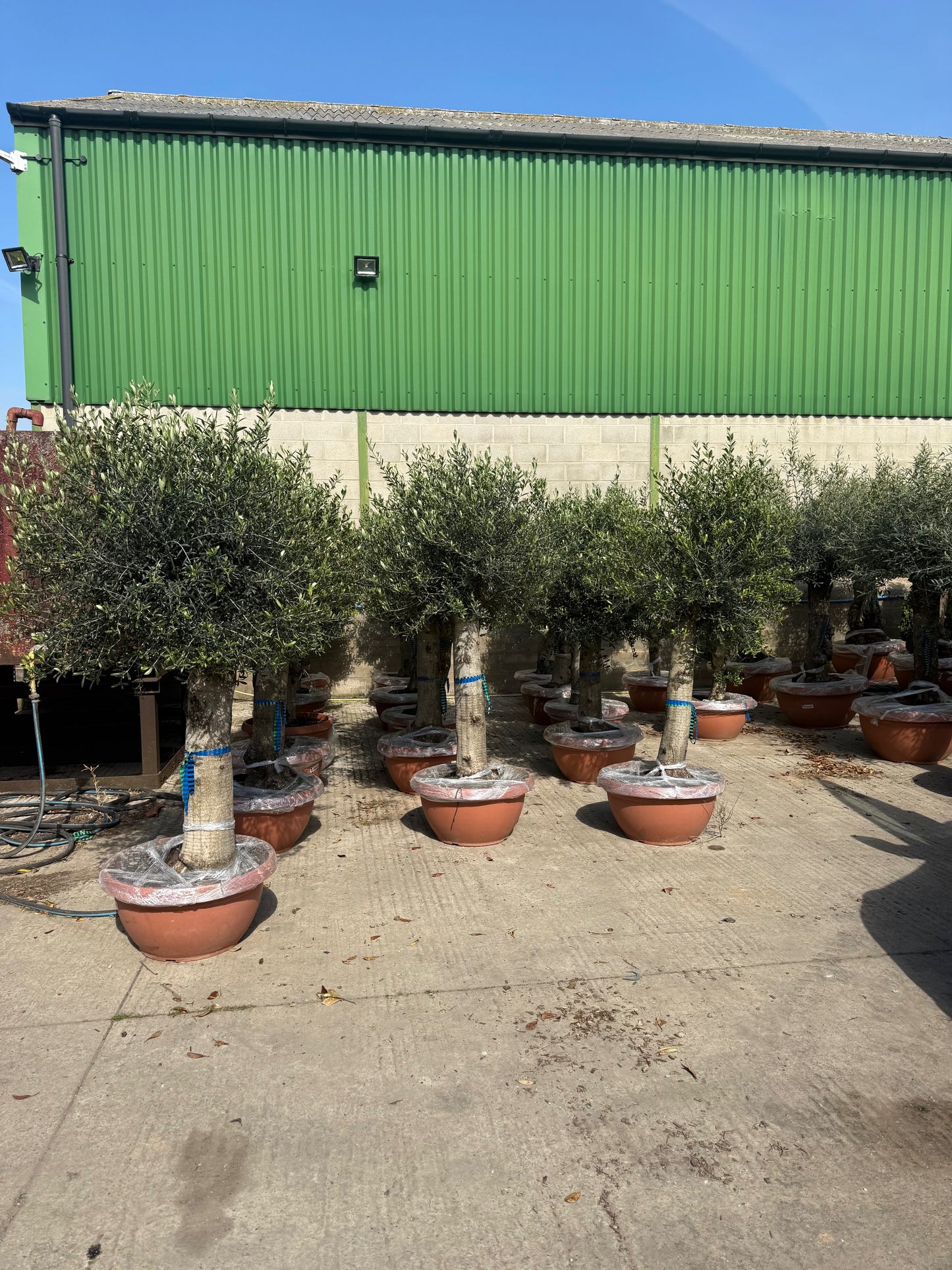 Topiary Olive Tree