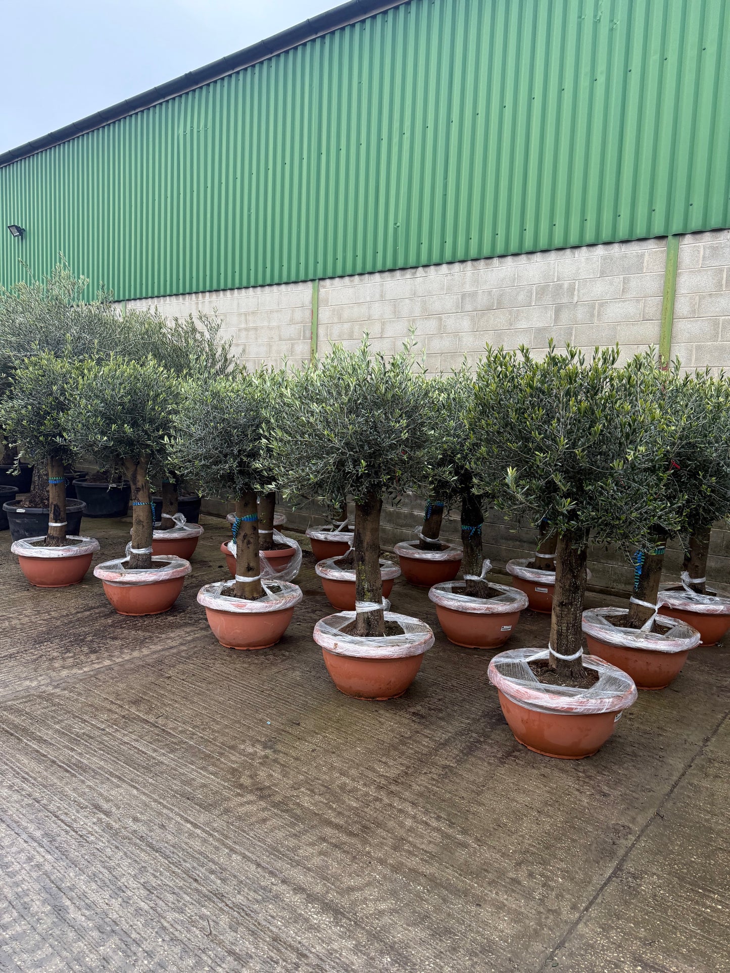 Topiary Olive Tree