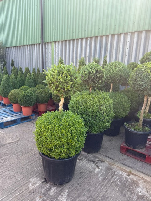 Buxus Double Lolipop