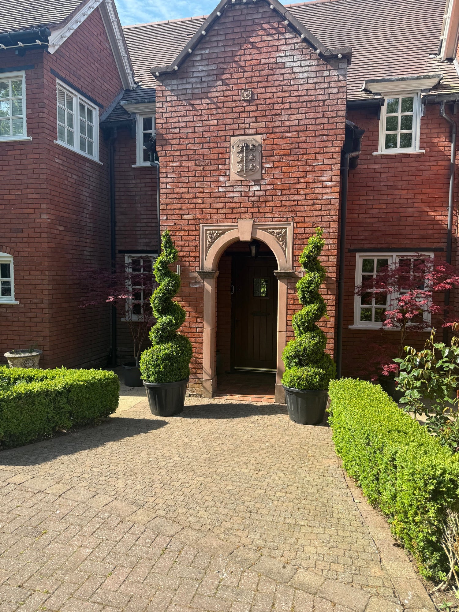 Buxus Trees