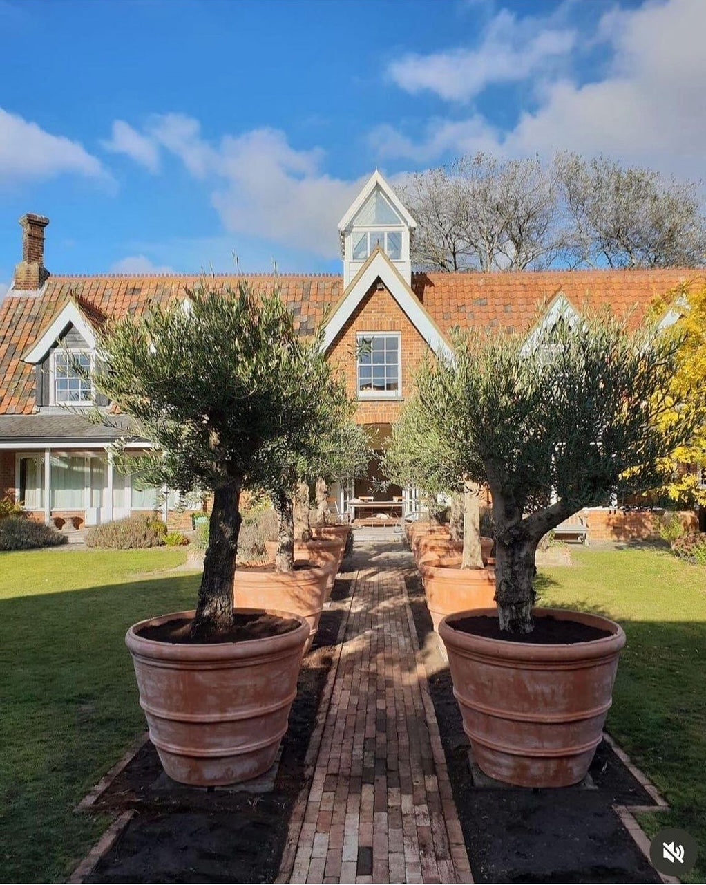 Olive Trees