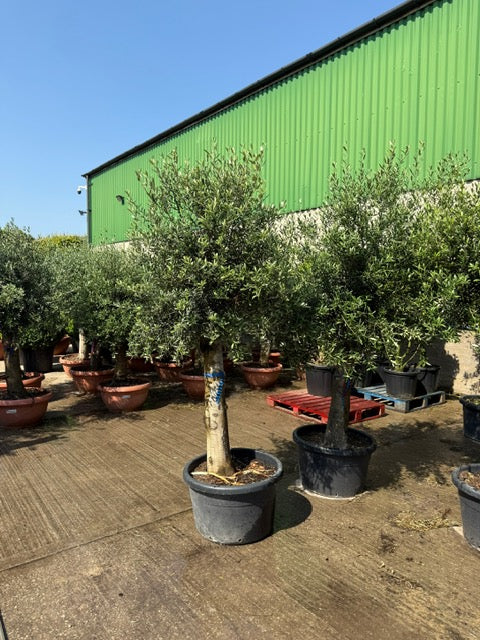 Spanish Olea Europa Large