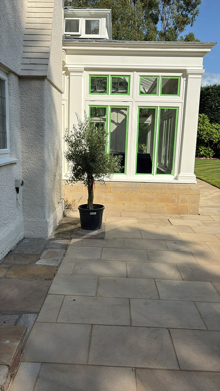 Spanish Olea Europa Olive Tree