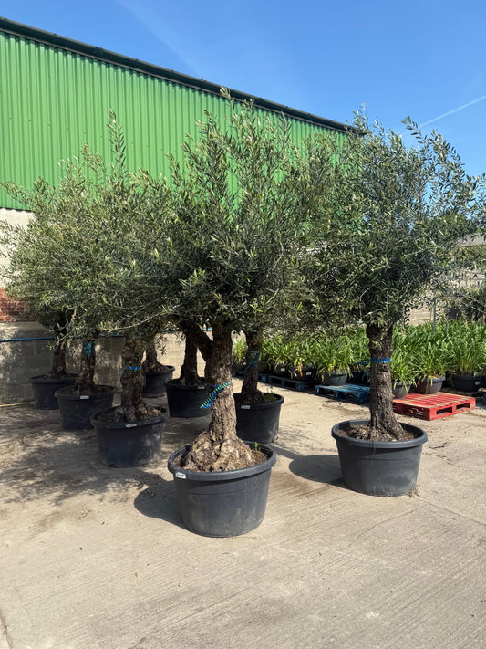 Gnarly Olive Tree