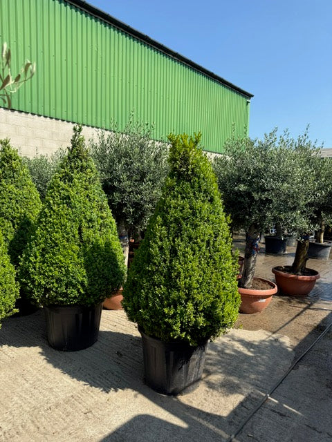 Buxus Cone Tall