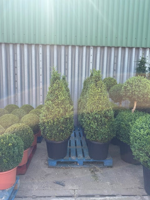 Buxus Cone Tall