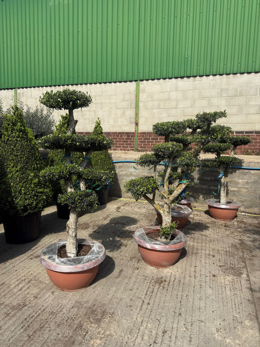 Cloud Olive Tree
