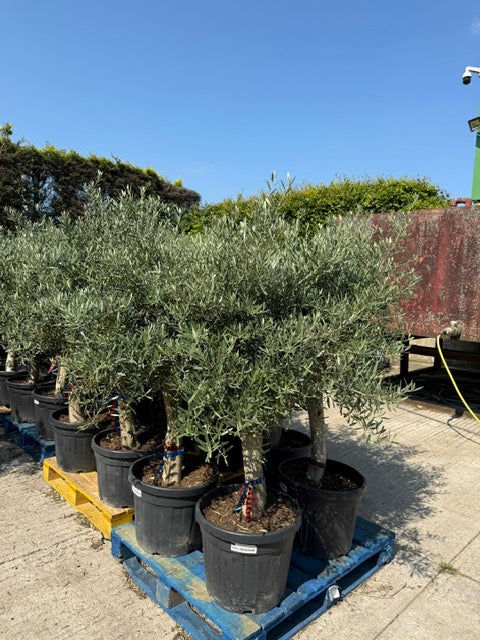 Spanish Olea Europa Olive Tree