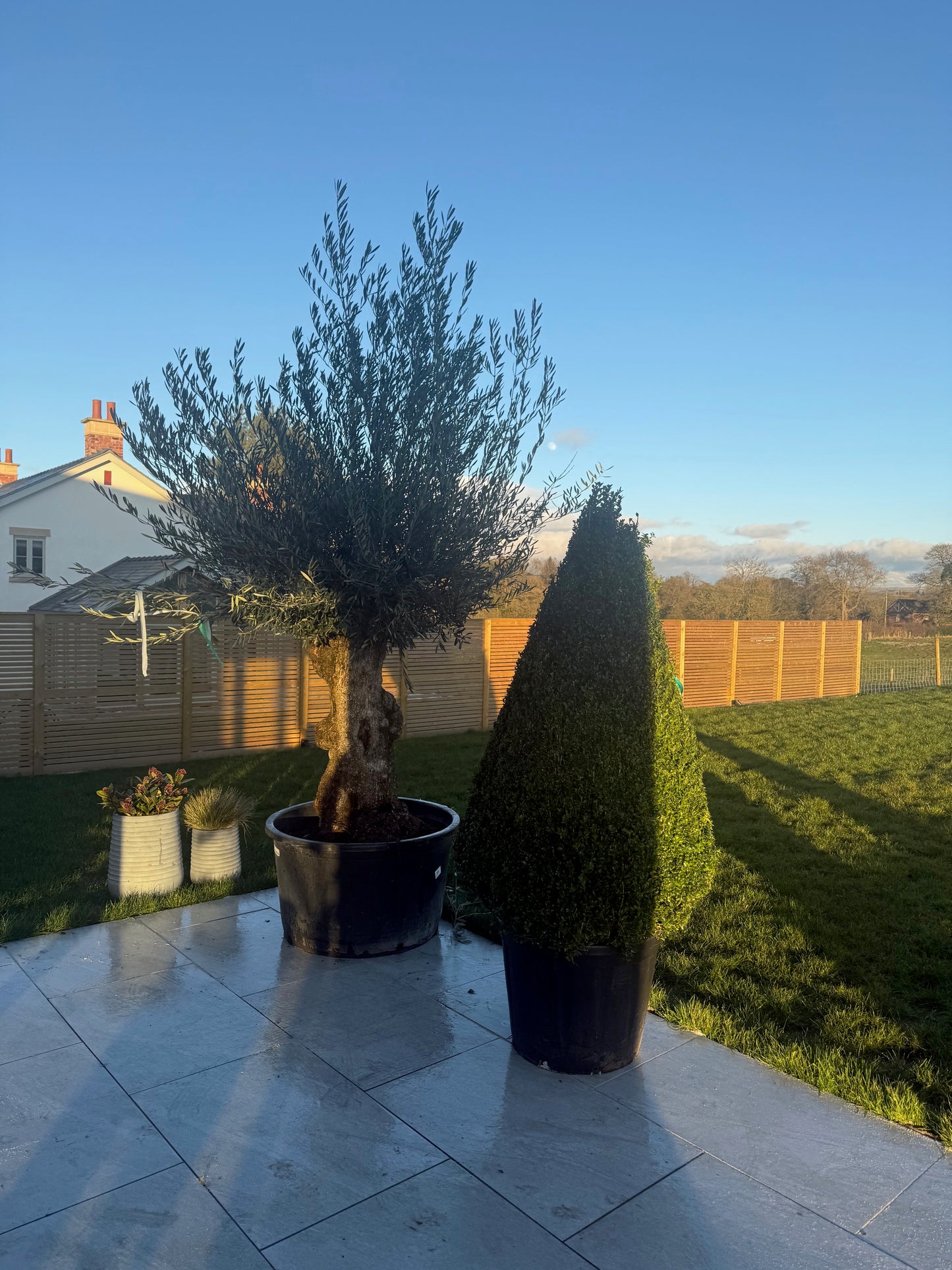 Buxus Cone Tall