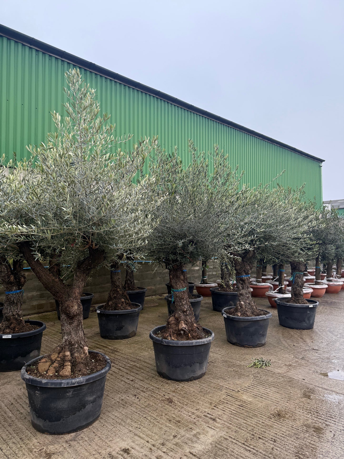 Gnarly Olive Tree