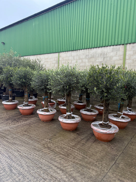 Topiary Olive Tree