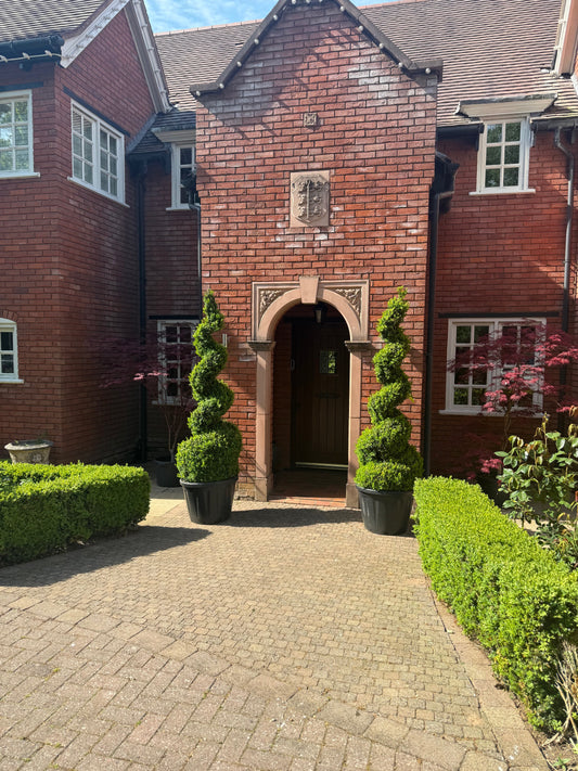 Buxus Tall Spiral