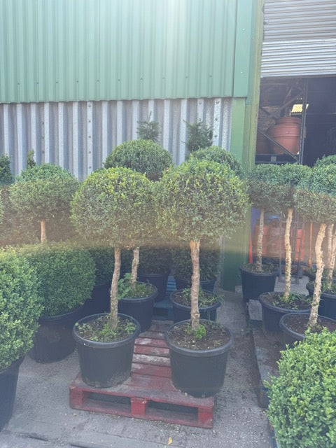 Buxus Lolipop